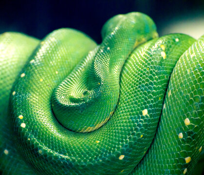 green tree python