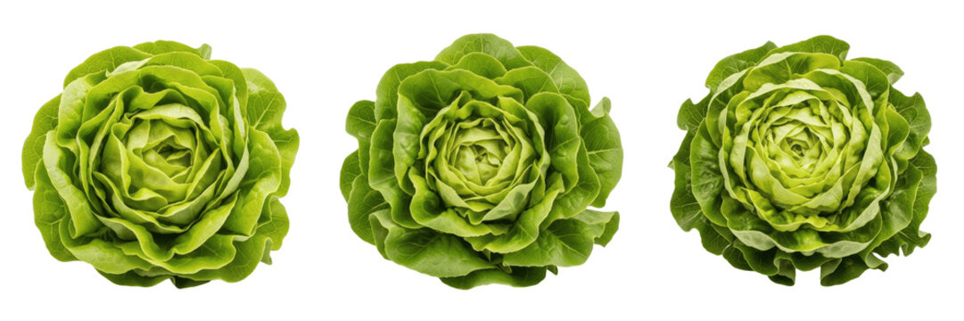 Crisp Organic Green Lettuce Head PNG, Fresh Iceberg Salad Cabbage Vegetable Clipart, Isolated Transparent Background Healthy Diet Grocery Ingredient Graphic Design Asset