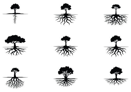 Tree Root Systems for Botany and Ecology Studies Featuring Taproot, Fibrous, Adventitious and Lateral Root Structures with Scientific Educational Diagram