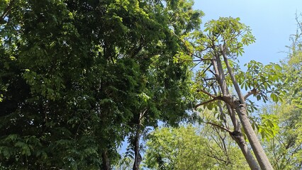 Fototapeta premium trees and blue sky