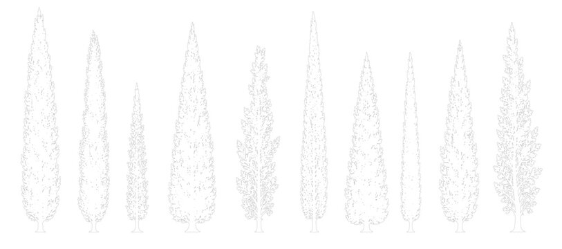 Set of 10 Thin Tall Conifer Cypress Trees Side Elevation Minimal Outline Vector for Architectural Site and Landscape Plans