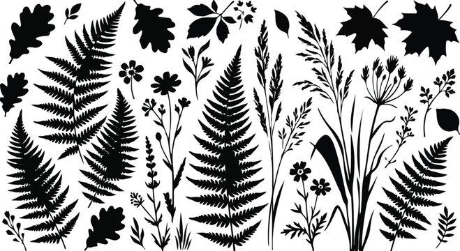 Fern leaves wild flowers and forest foliage vector silhouette collection
