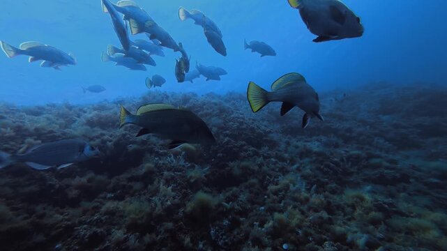 Brown meagre fish in dark blue sea water - Mediterranean Sea underwater