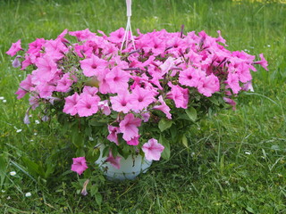 Kwiaty, Surfinia inaczej Petunia © EwaAF