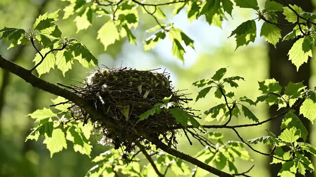 Empty bird nest tree branches. Nature wildlife home environment. Spring new beginnings concept