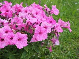 Kwiaty, Surfinia inaczej Petunia © EwaAF