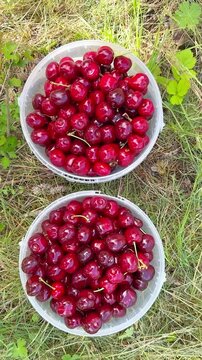 Buckets and Baskets of Ripe Cherries