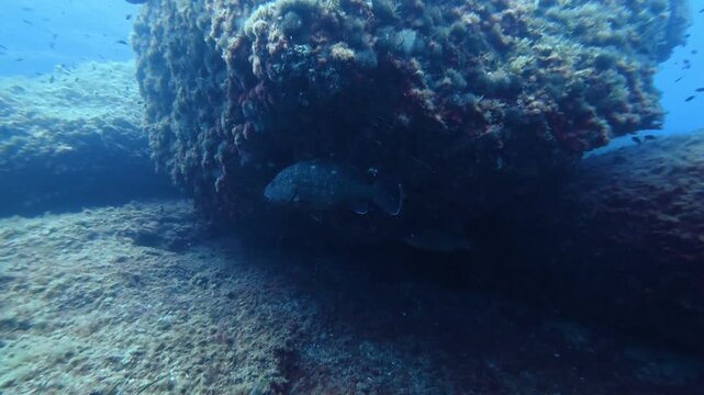 Underwater scene- Mediterranean groupers fish