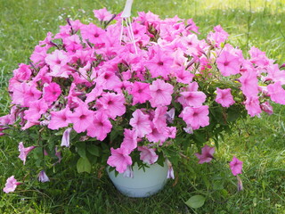 Kwiaty, Surfinia inaczej Petunia © EwaAF