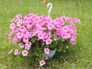 Kwiaty, Surfinia inaczej Petunia © EwaAF