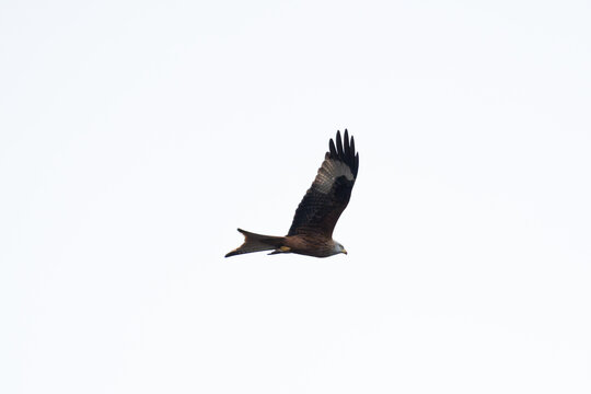 Red Kite Banking in Flight Against White Sky