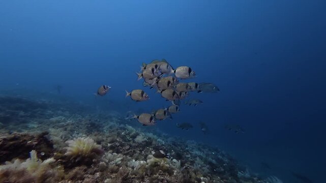 Mediterranean Sea marine life - Tow banded bream shoal