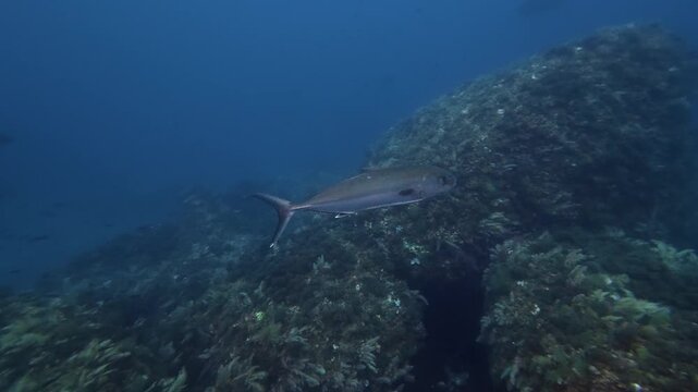 Jackfish swimms close to the camera in blue sea water - Fish underwater
