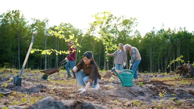 Asian woman planting tree sapling during environmental restoration project. Female volunteer kneeling and covering roots with soil on cleared woodland area. Eco conservation work. Forest regeneration.