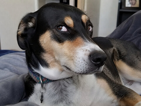 Close up portrait of black and tan dog giving skeptical side-eye on couch, funny pet expression and humorous domestic animal moment