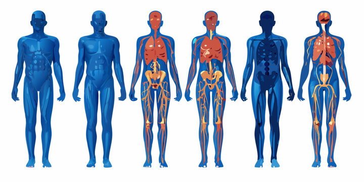 Human Anatomy Systems Chart Vector Illustration With Red And Blue Tones