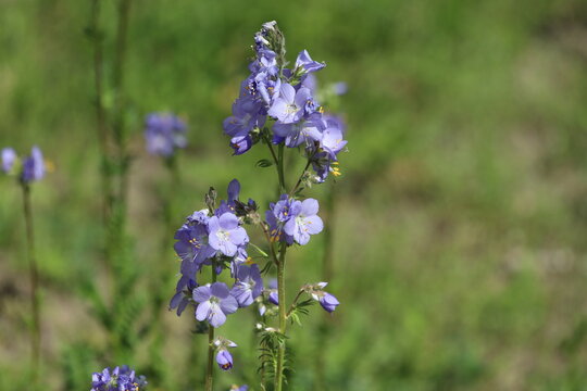 Polemonium caeruleum, known as Jacob's-ladder or greek valerian.