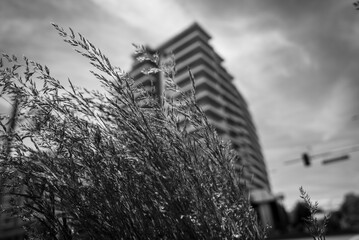 Artistic black-and-white photograph featuring ornamental grass in sharp focus against a softly blurred high-rise residential building. The shallow depth of field creates a striking contrast. © Hamilton Productions
