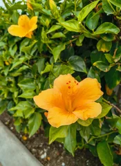 Yellow hibiscus flower close up , nature and garden © x.marynka
