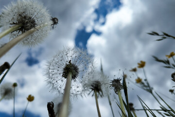 dente di leone dal basso cielo natura polline  © franzdell
