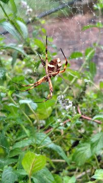 Tela de ara&ntilde;a entre plantones de Menta, Hidroponia