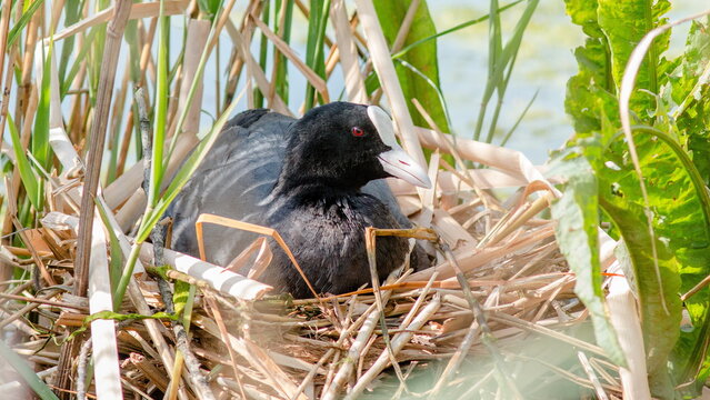 duck in the grass