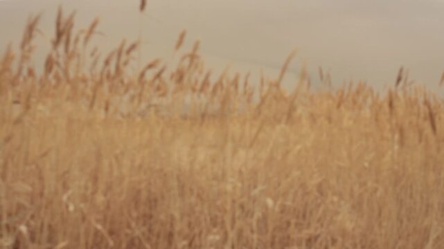 grass flower on sunset