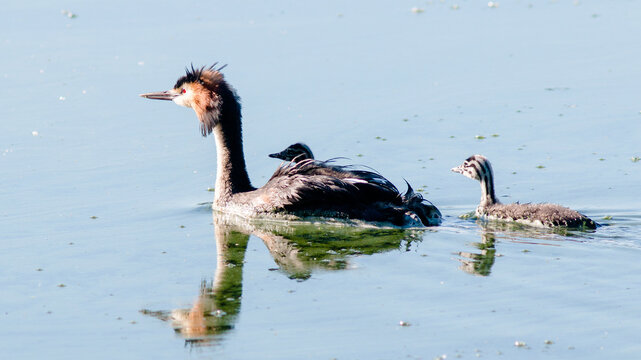 greater rhea americana