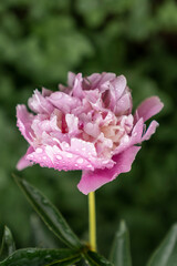 Obraz premium Pink peony flower bud with water droplets on petals and leaves. Macro flower photography with blurred garden background. Spring flowering plant and gardening concept. Design for greeting card, postcar