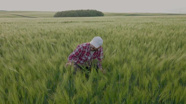 A man in a white cap sits inside a green rye field and analyzes the harvest condition, filmed in 4K.The farmer is overcome with emotion, enjoying the upcoming harvest, hugging spikelets of rye in his