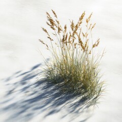 Fototapeta premium Grass Growing on White Sand with Shadows Featuring Nature