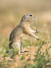 Fototapeta premium Alert European Ground Squirrel Standing Upright and Holding a Blade of Grass