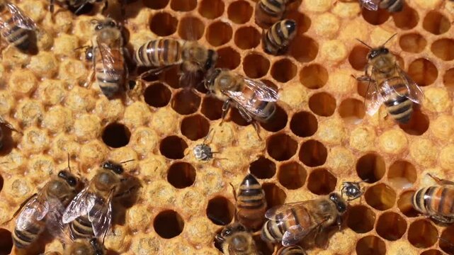 Bees are born