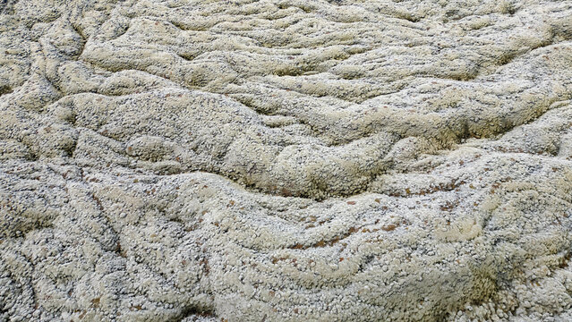 un fond vert d'ondulation cr&eacute;&eacute; par une champ de lave recouvert de lichen