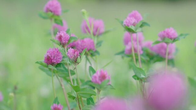 Red Clover Flowers Blooming in Summer Meadow &mdash; Slow Motion Parallax Close-Up | Trifolium Pratense Pink Blossoms with Green Bokeh Background