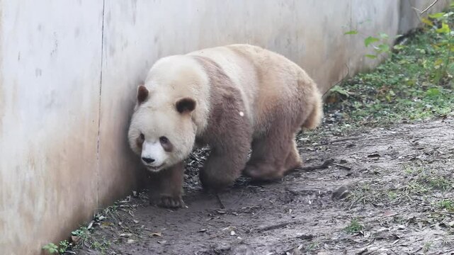 Close up a funny brown panda, Qi Zai, walking on the yard, China