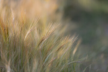 Fototapeta premium Feather-like grass seed heads glowing in warm sunlight. Natural meadow scene featuring soft focus, golden tones and elegant botanical textures.
