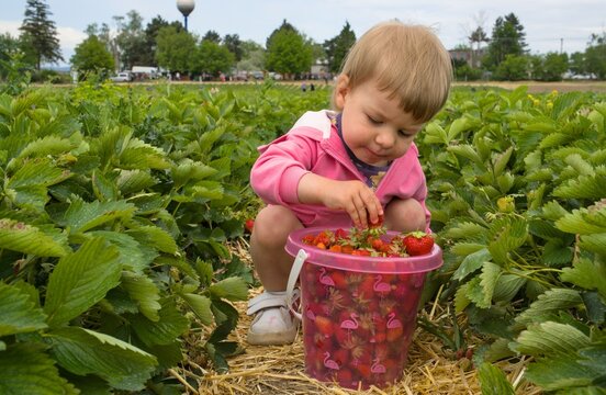 Sweet kid harvesting ripe strawberries on a local eco farm plantation