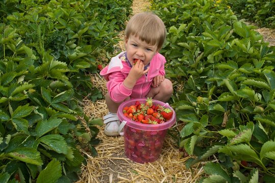Adorable kid eating fresh sweet strawberry on a plantation and looking at camera