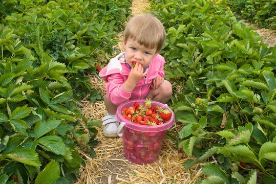 Adorable kid eating fresh sweet strawberry on a plantation and looking at camera