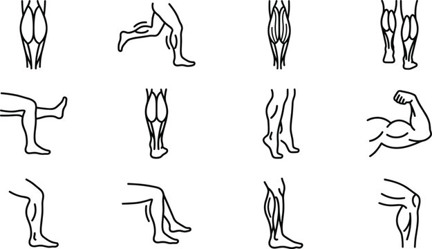 Set of line art icons depicting various human leg muscle anatomy and exercise movements.