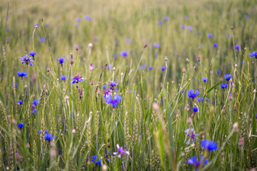 Obraz premium Scenic landscape of a green wheat field with wild blue cornflowers under a cloudy sky. Summer rural grain farm meadow. Organic agriculture and nature background