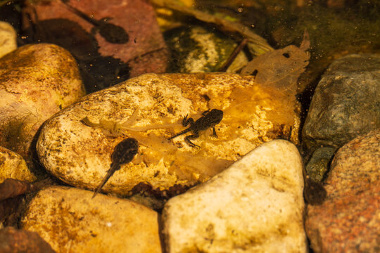Tadpole