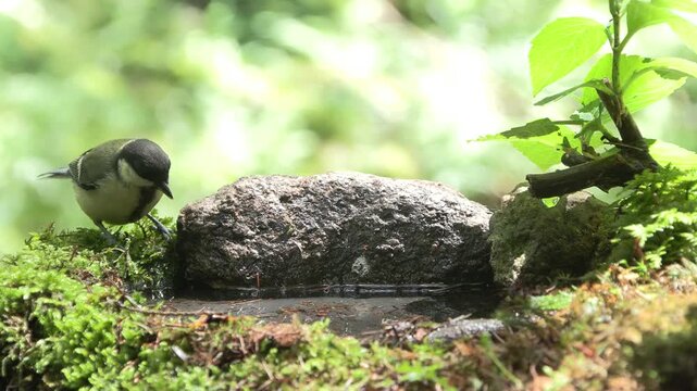 Cinciallegra (Parus major) | Great Tit Bathing in Natural Water Source 4K