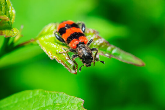 Trichodes alvearius on a green leaf