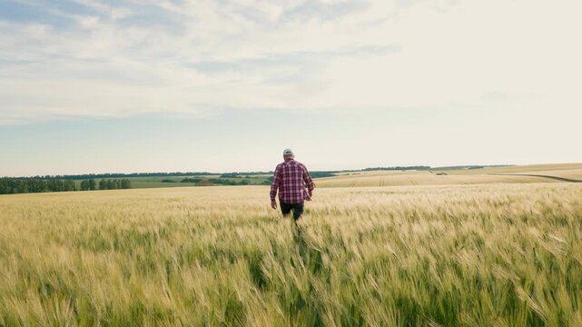 Steady 4K footage of a single worker evaluating rye ears in a sunny countryside location.Static tripod view of a focused farmer inspecting cereal plants under a bright summer sky in Ultra HD.