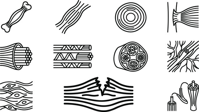 Set of anatomical icons illustrating muscle and tissue structures.