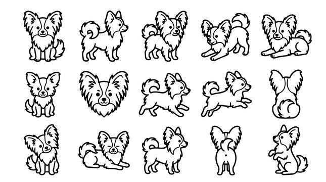 Cute Papillon dogs in various poses