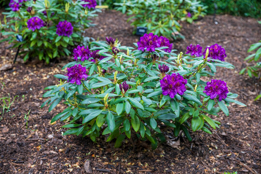 Low shrub of deep purple rhododendron marcel menard flowers growing on a dark mulch flower bed with a black label.