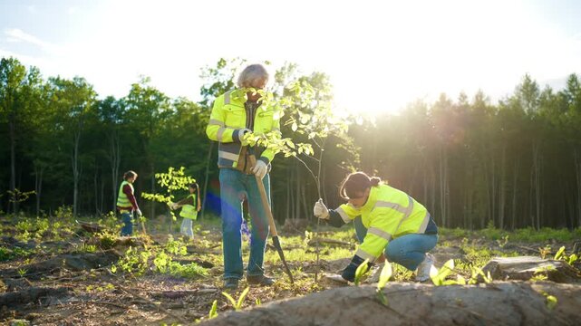 Volunteers planting young trees on deforested land during environmental restoration project. Men and women restoring woodland ecosystem and supporting reforestation efforts. Sustainable conservation.
